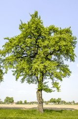 Fototapeta na wymiar Birnbaum zur Blütezeit, Österreich, NIederösterreich, Mostvie