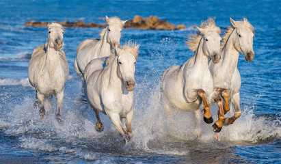 White Camargue horses galloping on the blue water of the sea with splashes and foam. France.