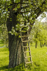 Birnbaum in Blüte, Leiter an den Baum angelehnt, Österreich, N