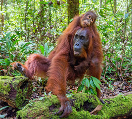 On a mum`s back. Cub of orangutan on mother's back in green rainforest. Natural habitat. Bornean orangutan (Pongo pygmaeus wurmbii) in the wild nature. Tropical Rainforest of Borneo Island. Indonesia