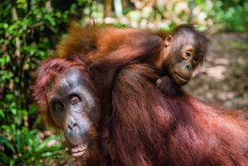 On a mum`s back. Cub of orangutan on mother's back in green rainforest. Natural habitat. Bornean orangutan (Pongo pygmaeus wurmbii) in the wild nature. Tropical Rainforest of Borneo Island. Indonesia