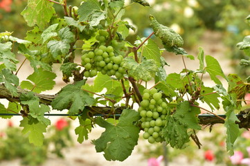 Grappes de raisins verts &agrave; la roseraie Colomia &agrave; St-Pieter-Leeuw 