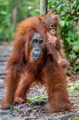 On a mum`s back. Cub of orangutan on mother's back in green rainforest. Natural habitat. Bornean orangutan (Pongo pygmaeus wurmbii) in the wild nature. Tropical Rainforest of Borneo Island. Indonesia