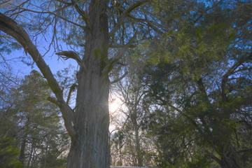 sun behind cedar Christmas Eve