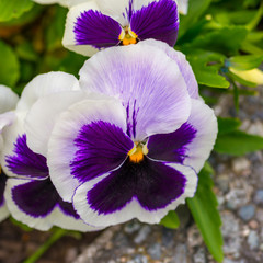 Pansy