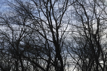 Christmas Eve creek side