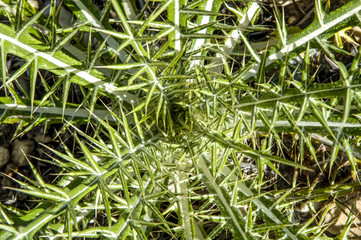 Distel, Bulgarien, Piringebirge, Pirin Nationalpark