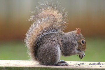 squirrel eating seeds