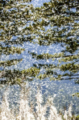 Pirin Nationalpark, Waldweidenröschen, Samenflug, Bulgarien, Pi