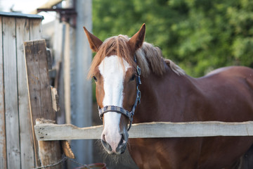 Horse hanoverian red brown color with white  strip line
