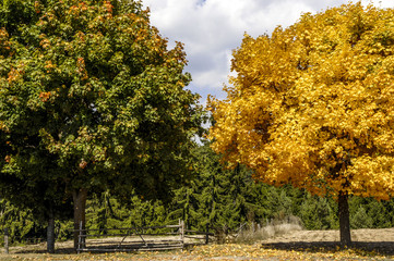 Zwei Ahornbäume im Herbst, Bulgarien, Piringebirge