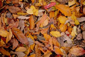 Background of colorful autumn leaves on forest floor . Abstract autumn leaves in autumn suitable as background . Autumn leaves on a meadow . Yellow leaves on the floor .