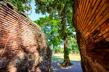 Archaeological site with teak tree in Chedi Luang temple