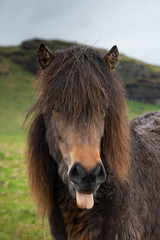 Fototapeta premium portrait of a funny icelandic horse
