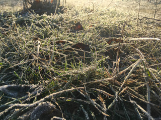 Obraz premium Grass in the morning in the cold. Hoarfrost on the grass. Hoarfrost in the morning.