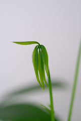 植物　発芽