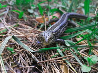 lizard on green grass