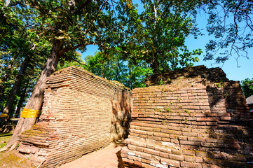 Archaeological site with teak tree in Chedi Luang temple
