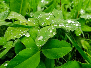 water drops on green leaf