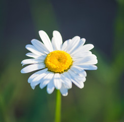 Obraz premium Beautiful white daisy flower on sunlight. Close up