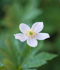 White anemone or wind flower close up in the spring forest
