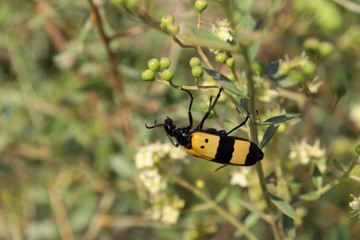 A Yellow Cotton Bug On Flower Outdoors Park Wildlife Photography
