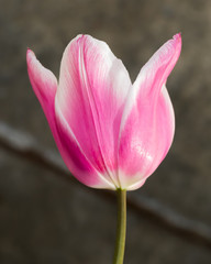 Fototapeta premium Tulip in the Shadows