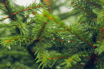 Spruce branch. Beautiful branch of spruce with needles. Christmas tree in nature. Green spruce. Spruce close up.
