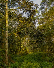 Fullshot of leafy trees