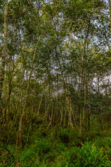 Fototapeta premium Fullshot of leafy trees