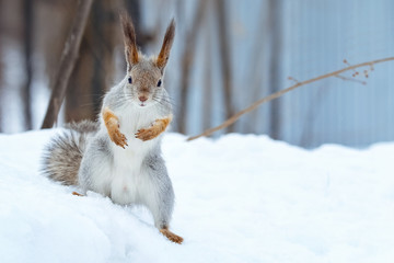 Funny fighting squirrel stands in a snowdrift on a sunny winter day. Forest animal. © antonina