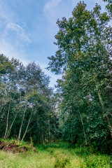 Car path in the woods on blue sky