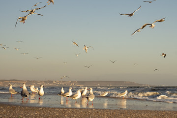 Many sea gulls by the sea on a sunny winter day.