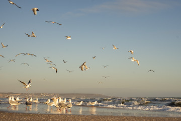 Many sea gulls by the sea on a sunny winter day.
