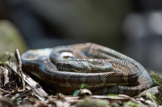 A large carpet python (Morelia spilota) coiled on a rock, sunning itself, not bothered at all by my intrusion; near Mt Warning, Australia.