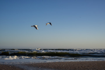Many sea gulls by the sea on a sunny winter day.
