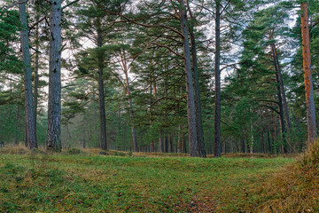 Obraz premium Beautiful forest landscape in the autumn.