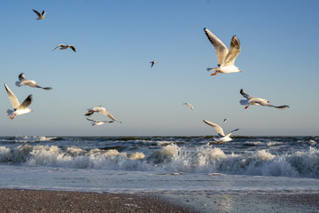 Many sea gulls by the sea on a sunny winter day.