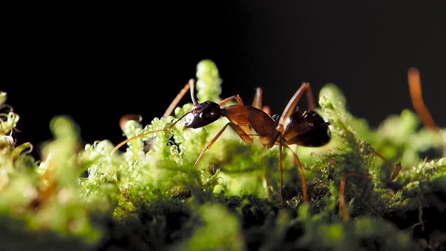 Macro footage of ants, eusocial insect. Slow motion.