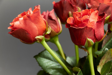 Bouquet of red-orange roses in a glass vase on a dark wooden surface, greeting background or concept