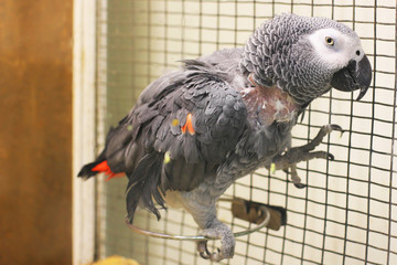 Big beautiful parrot sitting on the cage. Jaco. Gray Parrot