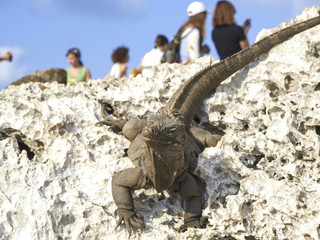 Cayo Iguana, Kuba