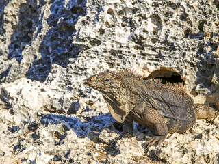 Cayo Iguana, Kuba, Cayo Largo del Sur