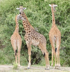 Obraz premium Giraffe family in Serengeti, Tanzania, Africa