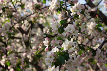 Flowering apple tree in spring, many white flowers blossom on the tree in the garden in clear weather. Spring concept, background