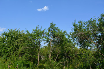 Fototapeta na wymiar Rural garden with fruit trees in sunny summer day.