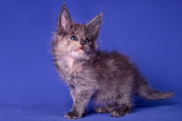 Adorable cute maine coon kitten on blue background in studio, isolated.