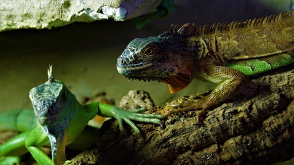 Reptil Leguan 