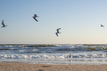 Fototapeta na wymiar Many sea gulls by the sea on a sunny winter day.