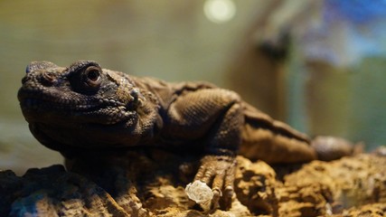 Leguan Reptil